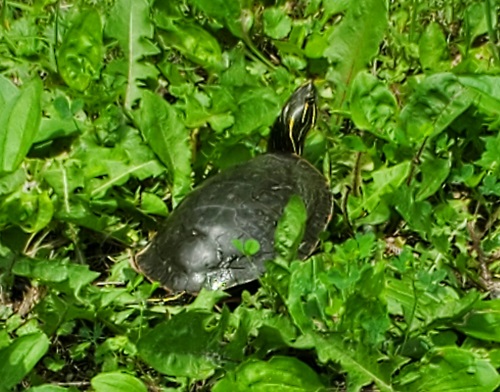 turtle grimmy.jpg